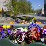 Kwiaty w Kielcach / Marzena Mąkosa / Radio Kielce