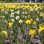 Kwiaty w Kielcach / Marzena Mąkosa / Radio Kielce