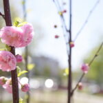 Zarząd Województwa Świętokrzyskiego włączył się w akcję Bijemy Zielony Rekord Polski! Obok Urzędu Marszałkowskiego, przy budynku dawnej biblioteki marszałek Andrzej Bętkowski, wicemarszałek Renata Janik oraz członkowie Zarządu Województwa Marek Jońca, Marek Bogusławski i Mariusz Gosek posadzili  5 migdałowców różowych / Marzena Mąkosa / Radio Kielce