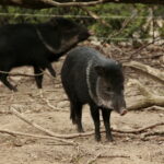ZOO Leśne Zacisze w Lisowie / Marzena Mąkosa / Radio Kielce
