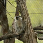 ZOO Leśne Zacisze w Lisowie / Marzena Mąkosa / Radio Kielce