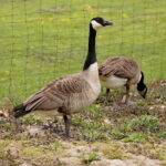 ZOO Leśne Zacisze w Lisowie / Marzena Mąkosa / Radio Kielce