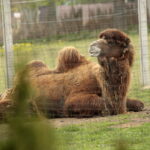 ZOO Leśne Zacisze w Lisowie / Marzena Mąkosa / Radio Kielce