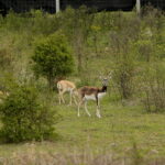ZOO Leśne Zacisze w Lisowie / Marzena Mąkosa / Radio Kielce