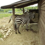 ZOO Leśne Zacisze w Lisowie / Marzena Mąkosa / Radio Kielce