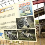 ZOO Leśne Zacisze w Lisowie / Marzena Mąkosa / Radio Kielce