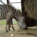 ZOO Leśne Zacisze w Lisowie / Marzena Mąkosa / Radio Kielce