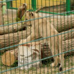 ZOO Leśne Zacisze w Lisowie / Marzena Mąkosa / Radio Kielce