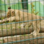 ZOO Leśne Zacisze w Lisowie / Marzena Mąkosa / Radio Kielce