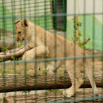 ZOO Leśne Zacisze w Lisowie / Marzena Mąkosa / Radio Kielce