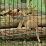 ZOO Leśne Zacisze w Lisowie / Marzena Mąkosa / Radio Kielce