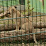 ZOO Leśne Zacisze w Lisowie / Marzena Mąkosa / Radio Kielce
