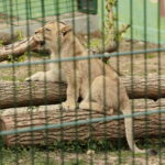 ZOO Leśne Zacisze w Lisowie / Marzena Mąkosa / Radio Kielce