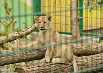 ZOO Leśne Zacisze w Lisowie / Marzena Mąkosa / Radio Kielce