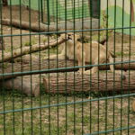 ZOO Leśne Zacisze w Lisowie / Marzena Mąkosa / Radio Kielce