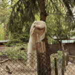 ZOO Leśne Zacisze w Lisowie / Marzena Mąkosa / Radio Kielce