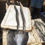 Indie / Kamila Bodo i Dinesh Sampath / Radio Kielce