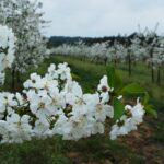 Nowe. Wojewódzkie Święto Kwitnącej Wiśni / Emilia Sitarska / Radio Kielce