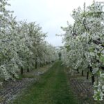 Nowe. Wojewódzkie Święto Kwitnącej Wiśni / Emilia Sitarska / Radio Kielce