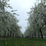 Nowe. Wojewódzkie Święto Kwitnącej Wiśni / Emilia Sitarska / Radio Kielce