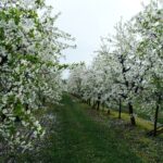 Nowe. Wojewódzkie Święto Kwitnącej Wiśni / Emilia Sitarska / Radio Kielce