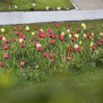 Ogród Botaniczny w Kielcach / Marzena Mąkosa / Radio Kielce