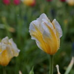 Ogród Botaniczny w Kielcach / Marzena Mąkosa / Radio Kielce