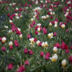 Ogród Botaniczny w Kielcach / Marzena Mąkosa / Radio Kielce