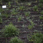 Ogród Botaniczny w Kielcach / Marzena Mąkosa / Radio Kielce