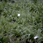 Ogród Botaniczny w Kielcach / Marzena Mąkosa / Radio Kielce