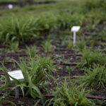 Ogród Botaniczny w Kielcach / Marzena Mąkosa / Radio Kielce