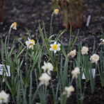 Ogród Botaniczny w Kielcach / Marzena Mąkosa / Radio Kielce