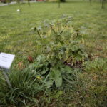 Ogród Botaniczny w Kielcach / Marzena Mąkosa / Radio Kielce