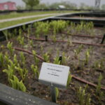 Ogród Botaniczny w Kielcach / Marzena Mąkosa / Radio Kielce