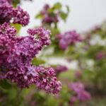 Ogród Botaniczny w Kielcach / Marzena Mąkosa / Radio Kielce