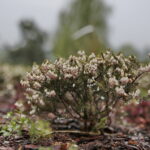 Ogród Botaniczny w Kielcach / Marzena Mąkosa / Radio Kielce