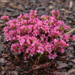 Ogród Botaniczny w Kielcach / Marzena Mąkosa / Radio Kielce