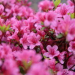 Ogród Botaniczny w Kielcach / Marzena Mąkosa / Radio Kielce