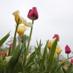 Ogród Botaniczny w Kielcach / Marzena Mąkosa / Radio Kielce