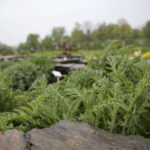 Ogród Botaniczny w Kielcach / Marzena Mąkosa / Radio Kielce