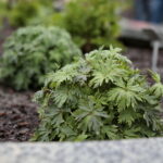 Ogród Botaniczny w Kielcach / Marzena Mąkosa / Radio Kielce