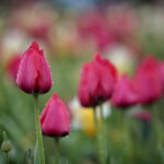 Ogród Botaniczny w Kielcach / Marzena Mąkosa / Radio Kielce