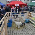 I Opatowski Kiermasz Wielkanocny / Emilia Sitarska / Radio Kielce