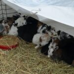 I Opatowski Kiermasz Wielkanocny / Emilia Sitarska / Radio Kielce