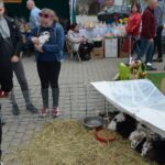 I Opatowski Kiermasz Wielkanocny / Emilia Sitarska / Radio Kielce