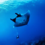 Podwodna przygoda / Irena Stangierska