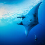 Podwodna przygoda / Irena Stangierska