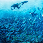 Podwodna przygoda / Irena Stangierska