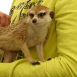 Warsztaty ze zwierzętami egzotycznymi / Emilia Sitarska / Radio Kielce