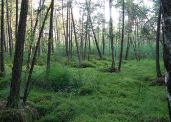 Rezerwat przyrody Białe Ługi w gminie Daleszyce / Monika Kurpios  / Regionalna Dyrekcja Ochrony Środowiska